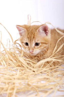 şirin zencefil kedi saman ile oynamaya yakın çekim 