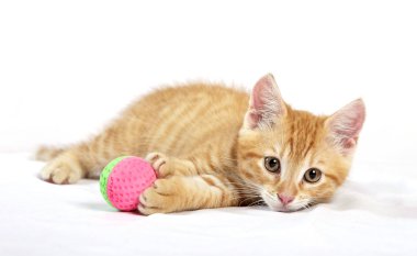 zencefil kedi beyaz yatak örtüsü üzerinde topu oyuncakla oynamak 