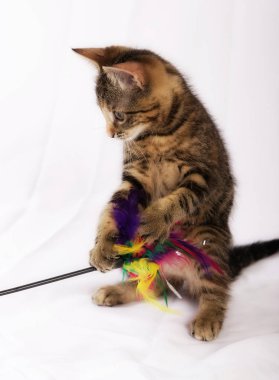 küçük şirin kedi ile oynarken oyuncak beyaz arka plan üzerinde Tüylü