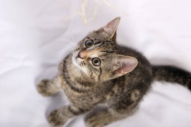 Beyaz arka planda izole edilmiş küçük şirin kedi, yakın plan. 