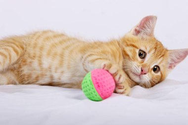 zencefil kedi beyaz yatak örtüsü üzerinde topu oyuncakla oynamak 