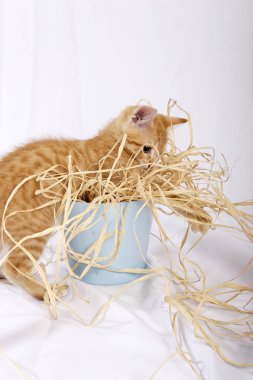 mavi saksının içinde oynarken saman ile zencefil yavru kedi yakın çekim  