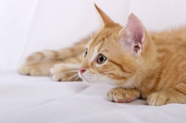 küçük şirin zencefil kedi yalancı izole üzerinde beyaz arka plan, yakın çekim 