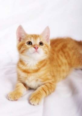 beyaz yatak örtüsü üzerinde oturan ve ararken küçük şirin zencefil kedi 