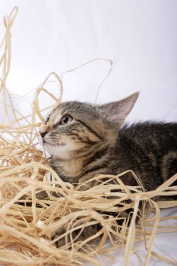 Beyaz arka plan üzerinde izole saman ile oynayan sevimli yavru kedi