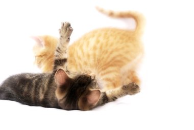 little cute kittens playing together on white background