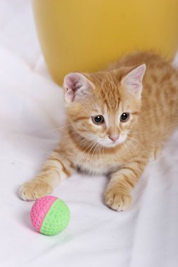 zencefil kedi beyaz yatak örtüsü üzerinde topu oyuncakla oynamak 