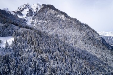 kar hava görünümünü orman güneşli kış gününde kaplı.