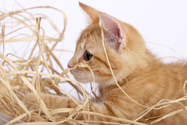şirin zencefil kedi saman ile oynamaya yakın çekim 