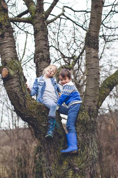 Kleine Schattige Jongen Met Zus Klimmen Boom Tuin — Stockfoto