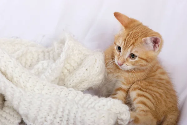 Pequeno Gatinho Gengibre Bonito Com Cachecol Malha — Fotografia de Stock