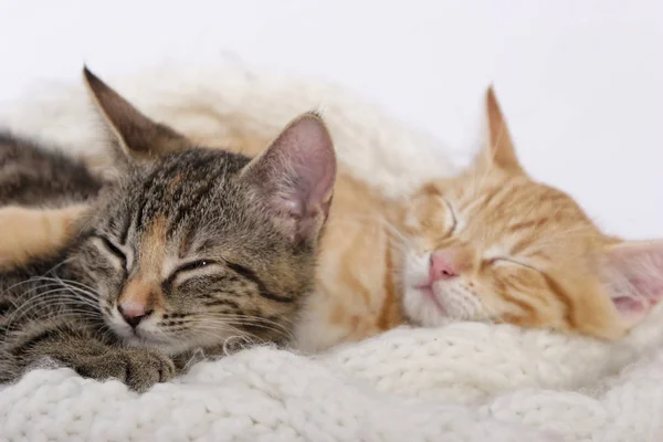Pequenos Gatinhos Bonitos Dormindo Cachecol Malha Quente — Fotografia de Stock