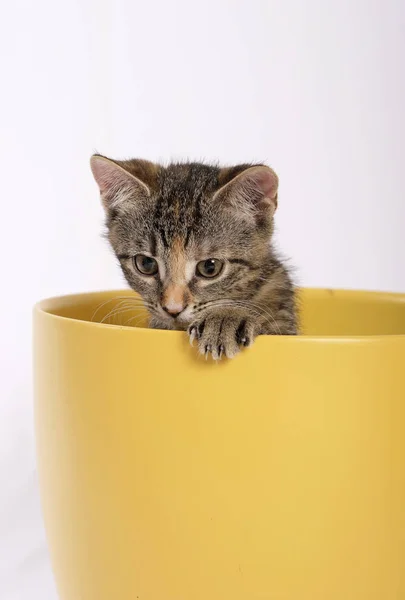 Little Cute Cat Yellow Flowerpot — Stock Photo, Image