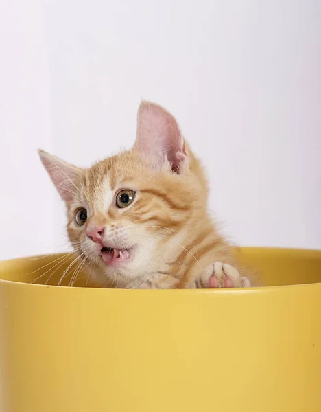 Little Cute Ginger Cat Yellow Flowerpot — Stock Photo, Image