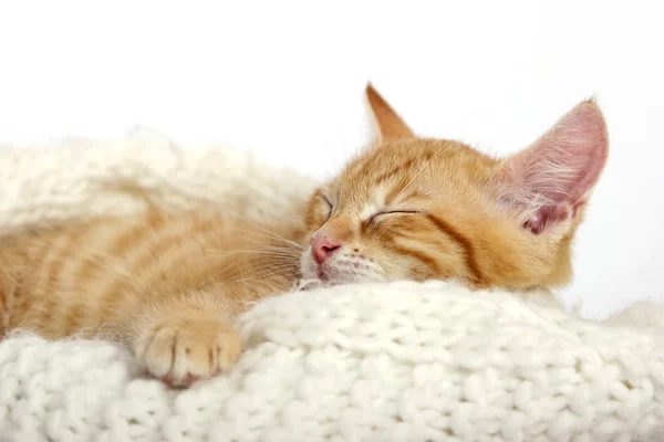 Λίγο Τζίντζερ Χαριτωμένο Γατάκι Που Κοιμάται Στο Ζεστό Πλεκτό Κασκόλ — Φωτογραφία Αρχείου