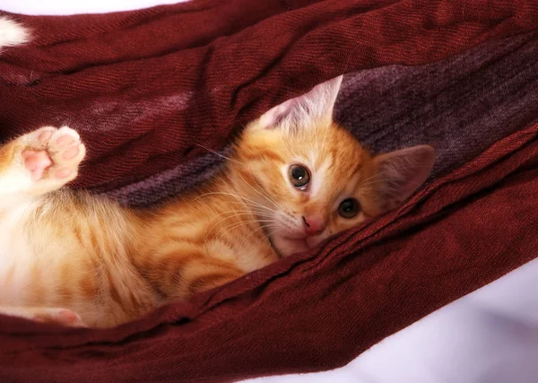 Little Cute Ginger Cat Lying Hammock Close — Stock Photo, Image