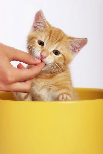 Mão Alimentando Pouco Bonito Gengibre Gato Vaso Amarelo — Fotografia de Stock