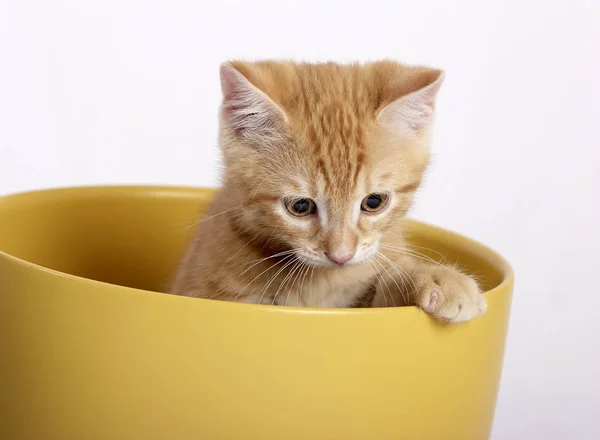 Pequeño Lindo Jengibre Gato Sentado Amarillo Maceta Aislado Blanco Fondo —  Fotos de Stock