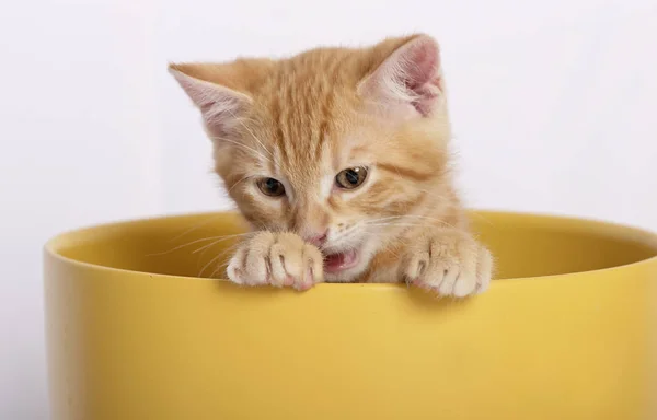 Kleine Süße Ingwerkatze Sitzt Gelbem Blumentopf Isoliert Auf Weißem Hintergrund — Stockfoto