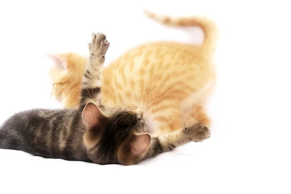 Pequenos Gatinhos Bonitos Jogando Juntos Fundo Branco — Fotografia de Stock