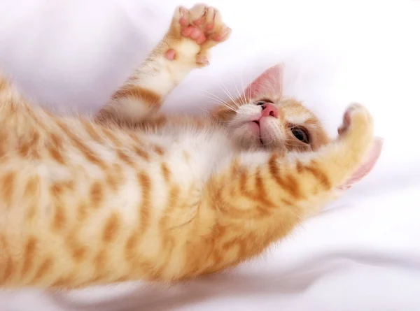 見上げると白いベッドカバーの上に横たわってかわいい生姜猫 — ストック写真