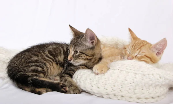 Pequenos Gatinhos Bonitos Cachecol Malha Quente — Fotografia de Stock