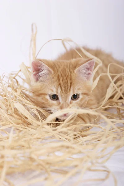 Bonito Gengibre Gato Jogar Com Palha Close — Fotografia de Stock