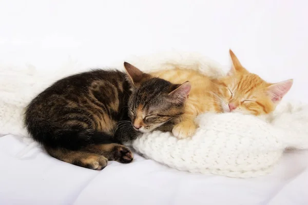 Malá Roztomilá Koťátka Spaní Teplý Pletený Šátek — Stock fotografie