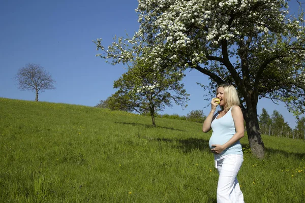 Szczęśliwy Ciąży Kobieta Jedzenia Apple Meadow Stojąc Pobliżu Kwitnące Drzewo Zdjęcia Stockowe bez tantiem