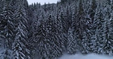 havadan görünümü kar kış gününde orman kaplı