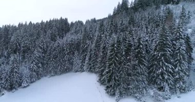 havadan görünümü kar kış gününde orman kaplı