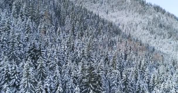 Luftaufnahme Des Verschneiten Waldes Wintertag — Stockvideo