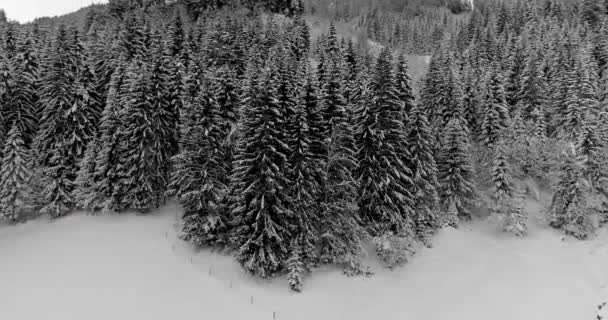 Luchtfoto Van Sneeuw Bedekt Bos Bij Winterdag — Stockvideo