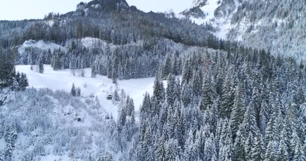 Luchtfoto Van Sneeuw Bedekt Bos Bij Winterdag — Stockvideo