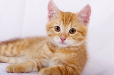 küçük şirin zencefil kedi beyaz yatak örtüsü üzerinde yalan yakın çekim  