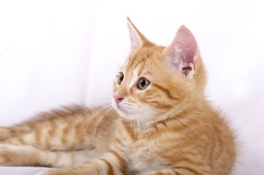 küçük şirin zencefil kedi yalancı izole üzerinde beyaz arka plan, yakın çekim 