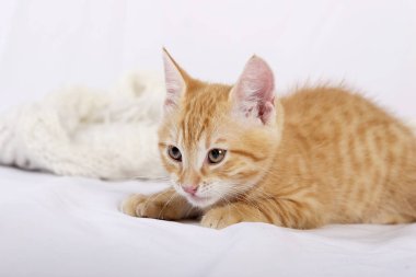 beyaz yatak örtüsü üzerinde sıcak yün eşarp yakınında yatarken kenara bakan küçük sevimli zencefil kedi yavrusu 