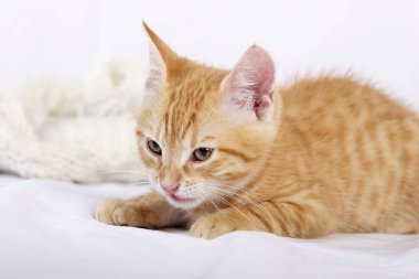 beyaz yatak örtüsü üzerinde sıcak yün eşarp yakınında yatarken kenara bakan küçük sevimli zencefil kedi yavrusu 