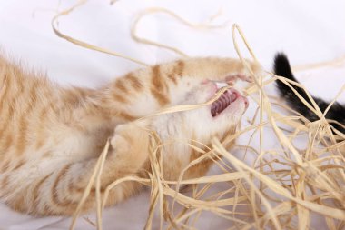 şirin zencefil kedi saman ile oynamaya yakın çekim 