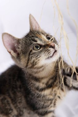 Beyaz arka plan üzerinde izole saman ile oynayan sevimli yavru kedi