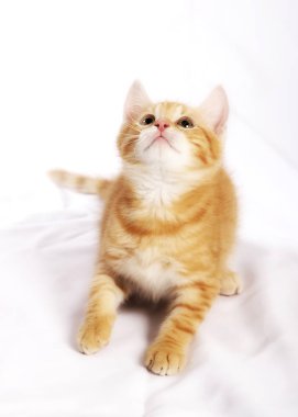 beyaz yatak örtüsü üzerinde oturan ve ararken küçük şirin zencefil kedi 