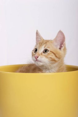 Beyaz arka plan üzerinde izole sarı saksı oturan küçük şirin zencefil kedi