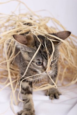 saman ile oynayan sevimli kedicik yakın çekim 