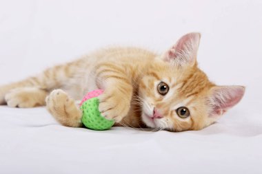 zencefil kedi beyaz yatak örtüsü üzerinde topu oyuncakla oynamak 