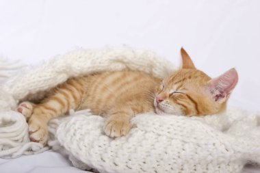 küçük şirin zencefil kedi sıcak örme eşarp üzerinde uyuyor