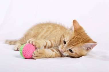 zencefil kedi beyaz yatak örtüsü üzerinde topu oyuncakla oynamak 