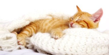 küçük şirin zencefil kedi sıcak örme eşarp üzerinde uyuyor