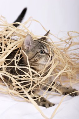 saman ile oynayan sevimli kedicik yakın çekim 