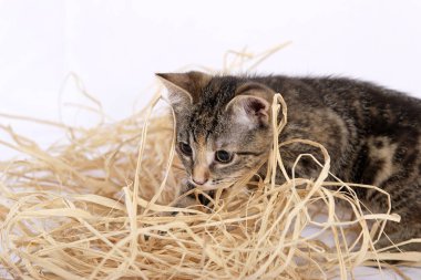 Beyaz arka plan üzerinde izole saman ile oynayan sevimli yavru kedi