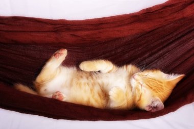 güzel zencefil yavru kedi hamakta uyumak yakın çekim 